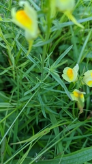 Linaria vulgaris
