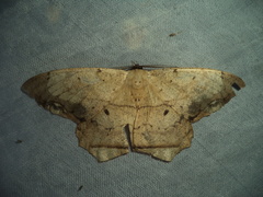 Chorodna pallidularia