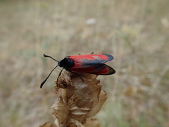 Zygaena erythrus