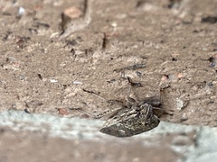 Hymenarcys nervosa
