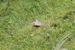 Tetraogallus caucasicus