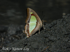 Polyura bharata