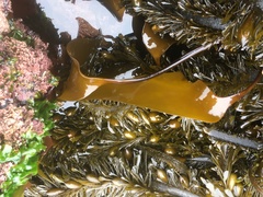 Laminaria sinclairii