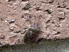 Hymenarcys nervosa