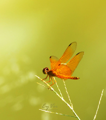 Perithemis parzefalli