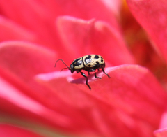 Cryptocephalus castaneus