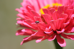 Cryptocephalus castaneus