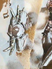 Petrolisthes cinctipes