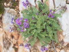 Oxytropis montana