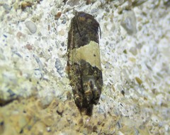 Epiblema glenni
