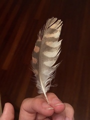 Falco tinnunculus