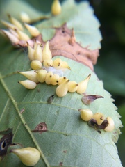 Caryomyia caryaecola