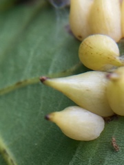 Caryomyia caryaecola