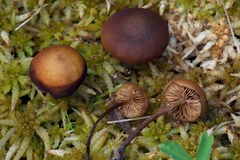Gymnopilus fulgens