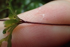 Hymenophyllum demissum