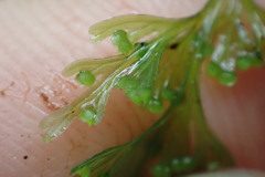 Hymenophyllum demissum