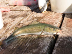 Black Cod photo 4