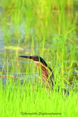 Ixobrychus flavicollis