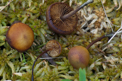 Gymnopilus fulgens