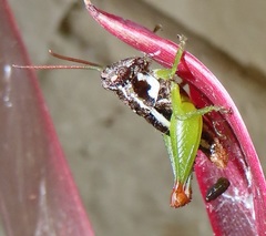 Parepistaurus eburlineatus