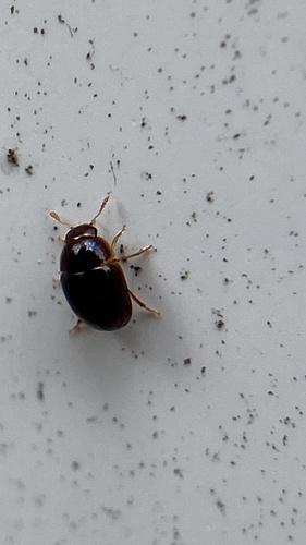 Olibrus semistriatus