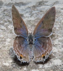 Anthene livida livida