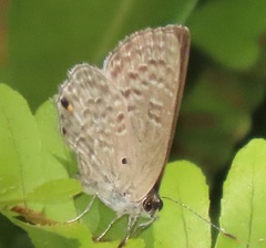 Anthene livida livida