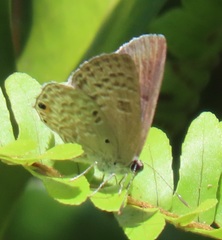 Anthene livida livida