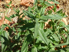 Echium rosulatum