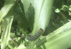 Xanthopastis timais