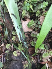 Xanthopastis timais