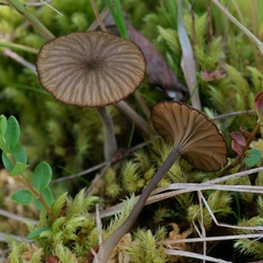 Arrhenia sphagnicola