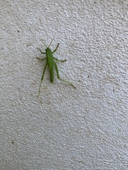 Anacridium aegyptium