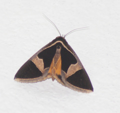 Fodina stola