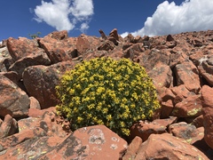 Senecio fremontii