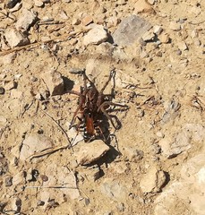 Cryptocheilus octomaculatus