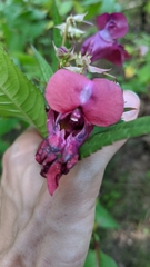 Impatiens glandulifera