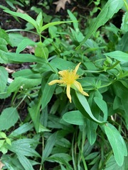 Hypericum ascyron pyramidatum
