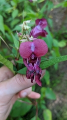 Impatiens glandulifera