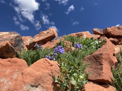Polemonium confertum