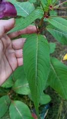 Impatiens glandulifera