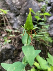 Hypericum ascyron pyramidatum
