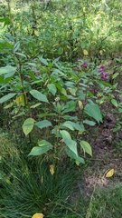 Impatiens glandulifera