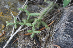 Opuntia pubescens