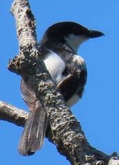 Dryoscopus cubla hamatus