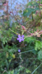 Geranium robertianum