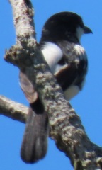 Dryoscopus cubla hamatus