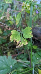 Geranium robertianum