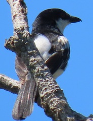 Dryoscopus cubla hamatus