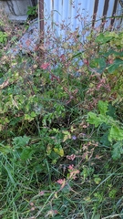 Geranium robertianum